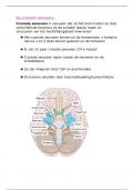 neuroanatomie de craniale zenuwen 