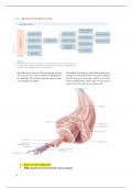 Anatomie samenvatting