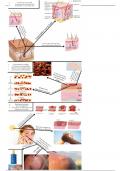 Biologie samenvatting 9.3 havo 3 de huid