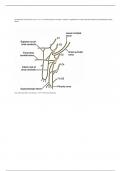 leerpad 10 anatomie: spieren en bezenuwing