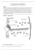 Gene Expression—Transcription How is mRNA synthesized and what message does it carry? Why?