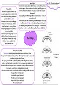 IB Biology Option A Neurobiology