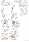 RESPIRATORY PHYSIOLOGY PATHOLOGY