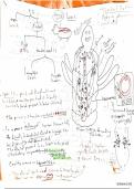 Types of circulatory systems and fish circulation