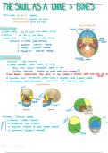 Skeletal System Lab 1