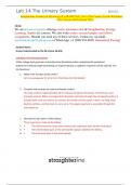 Straighterline Anatomy & Physiology II LAB BIO 202L Lab 14 The Urinary System Worksheet (New Version 2024) Scored 100%