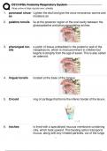 D313 WGU Anatomy Respiratory System