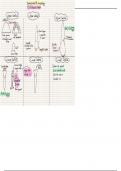 Anatomy and morphology of deciduous teeth