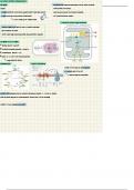 Samenvatting Metabole systemen