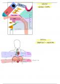 anatomie vulgarisée du système digestif