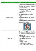 MUSCLES OF POSTERIOR ABDOMINAL WALL, BACK AND NECK EXAM 2024