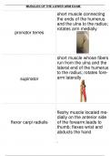 MUSCLES OF THE LOWER ARM EXAM