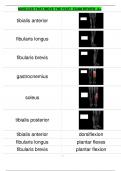 MUSCLES THAT MOVE THE FOOT EXAM REVIEW A+