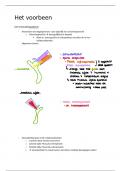 arthrologie - ABS1