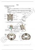 Apuntes Tórax Anatomía I