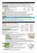 Lecture summaries for Advanced Neuropsychology topics - Utrecht University