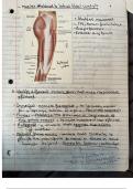 Exam (elaborations) KIN-110 (Kinesiology)  Trail Guide to the Body