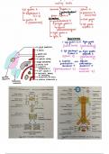 Coeliac trunk anatomy