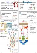 Resumen -  Fisiopatologia