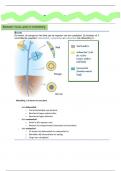 Samenvatting Biologie VWO Thema 5 Planten 