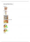 BIO 254 PRACTICAL 2