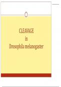 Developmental Biology Cleavage in Drosophila melanogaster