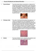 Thyroid, Parathyroid, and Adrenal Disorders.