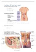 Anatomie en fysiologie 2 hoofstukken 18 en 19.
