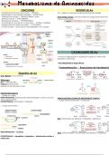 Resumen de metabolismo de aminoácidos