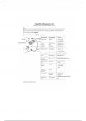 Bios O41 - Organelles in Eukaryotic cells Activity KEY