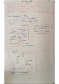 Adrenal cortex physiology 