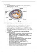 Toegepaste Biologie PGO blok 3 taak 3: Eén ei is geen ei, een bevrucht ei een zygote…maar dan?