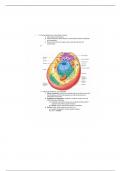 Biol 207 - Cell structure notes