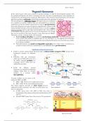 Thyroid Hormones