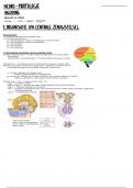 Fysiologie - Hoofdstuk 1: organisatie van het centrale zenuwstelsel