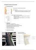 Anatomie en Radiologische anatomie: LP3 samenvatting