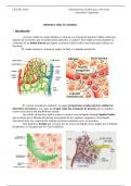 APUNTES SISTEMA CIRCULATORIO