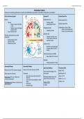 Neurology Summary