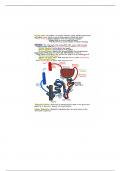 Bio 2600 - Urinary system notes 