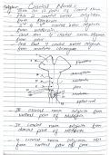 12 cranial nerves 