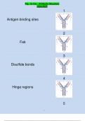 Fig. 15.12a - Antibody Structure 2024/2025