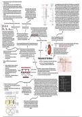 A2 CCEA Biology - Chapter 1 - Homestasis and the Kidney 