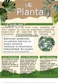 Las Plantas