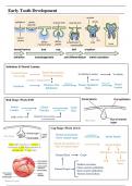 Embryology and Development Summary Notes for Dentistry (Year 1)