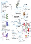 Samenvatting -  Menselijke biologie en ziekteleer (P0R75a) - immuun systeem en defensie mechanismen