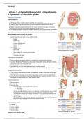 CHI108 Week 10 - Upper Limb Muscular Compartments and Ligaments of the Shoulder Girdle class notes