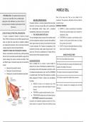 Cheatsheet.  Cell muscle.  Ross. 11.  Biology 