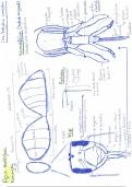 Samenvatting practicum dieren: dierkunde invertebraten I