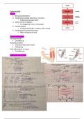 Biologie: spierstelsel