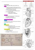 Biologie: transportstelsel